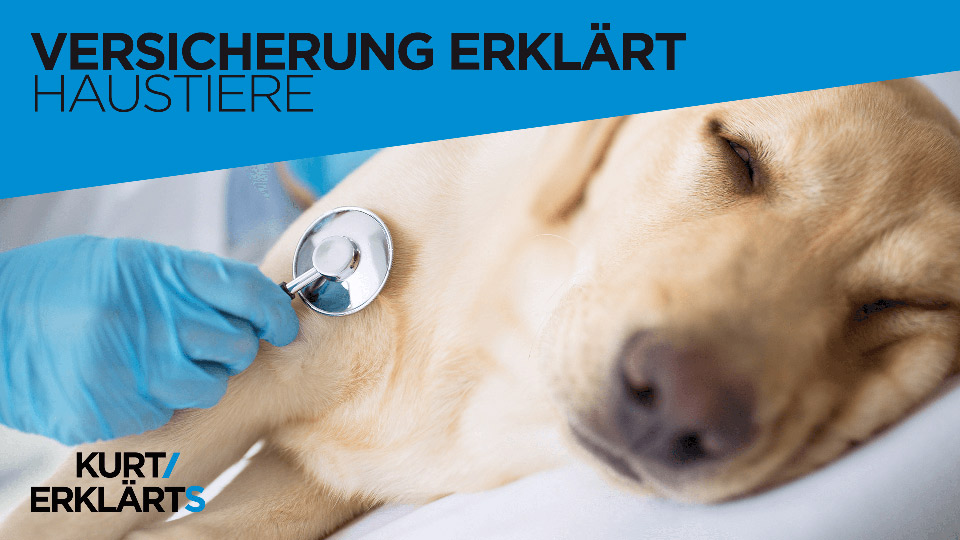 Hund beim Tierarzt mit Text: Versicherung erklärt – Haustiere
